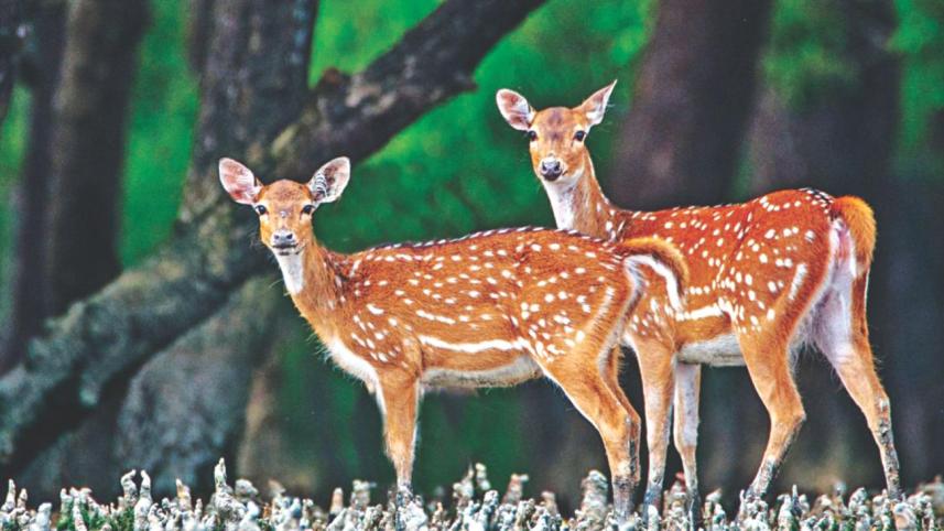 Sundarban doesn't belong to Bangladesh