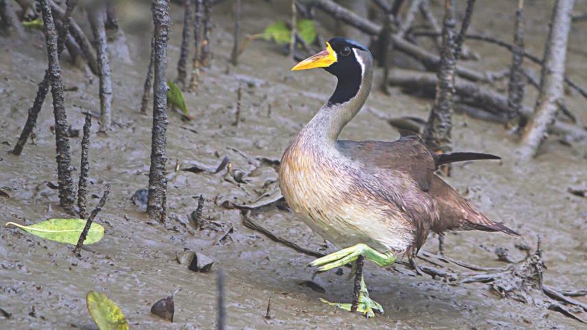sundarbans 8.jpg