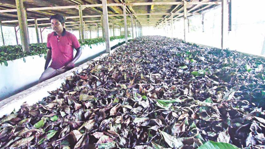 sylhet tea garden 5.jpg