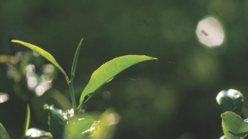 tea leaves