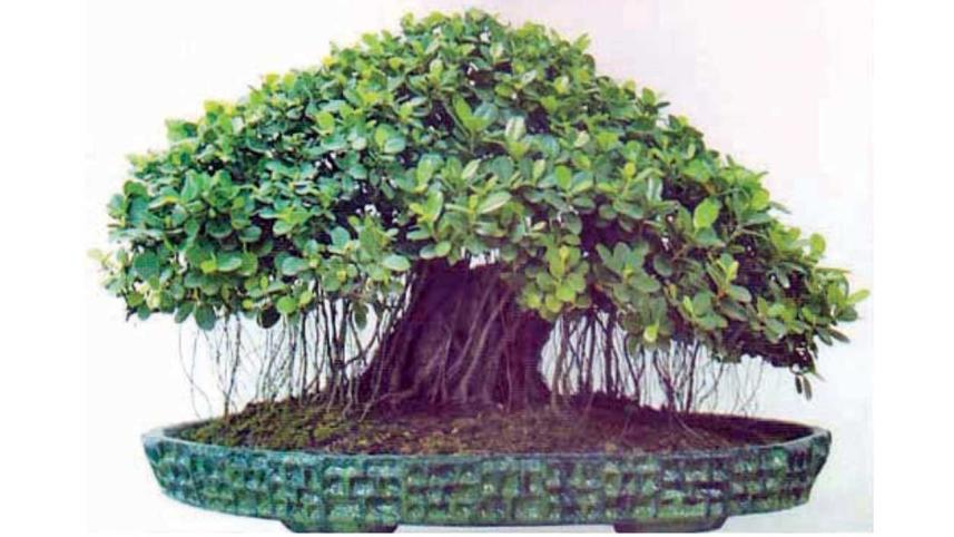 Tree3.jpg