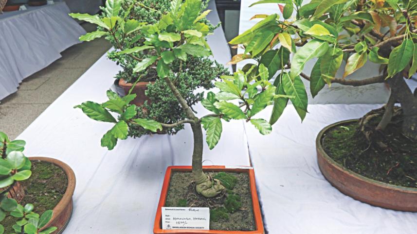 tree plant 3.jpg