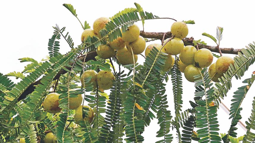 trees and plants 1.jpg