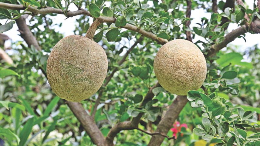 trees and plants 10.jpg