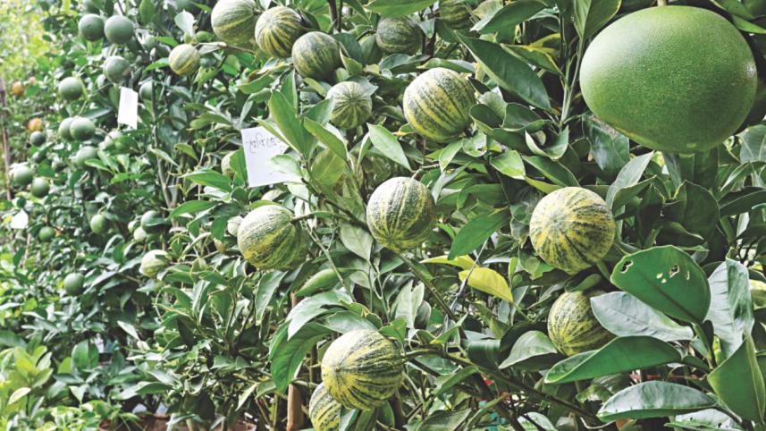 trees and plants 12.jpg