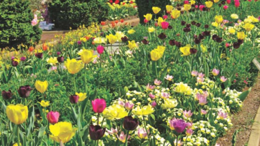 tulips_in_bloom