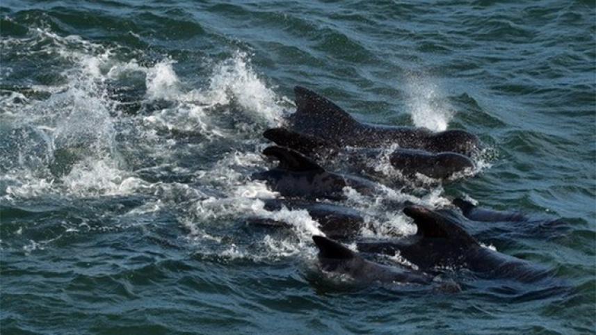 Whales Stranded NZ Pic.jpg