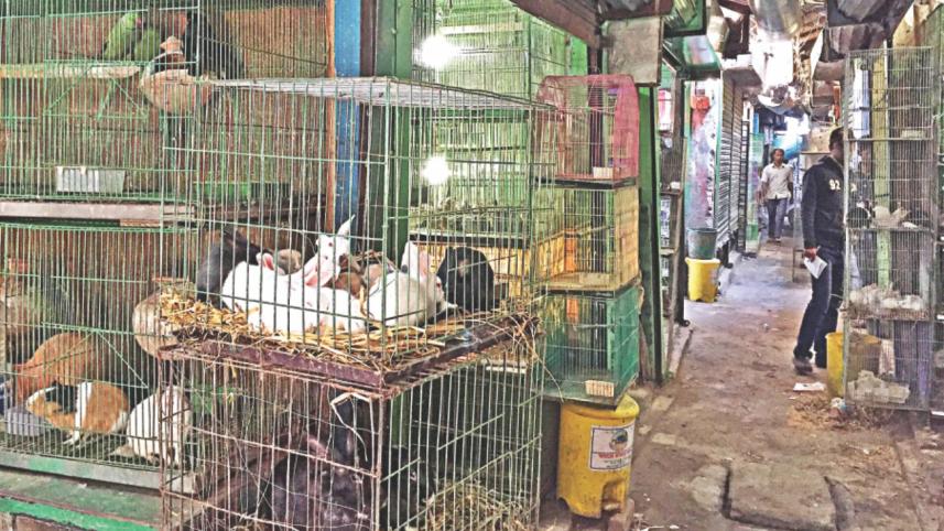 Wild Bird Sale 2.jpg