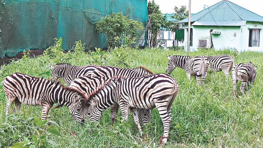 Seized Zebras released at Bangabandhu Sheikh Mujib Safari Park