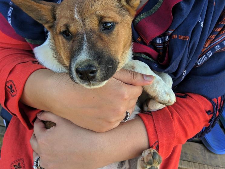 7 facts to consider before adopting a pet