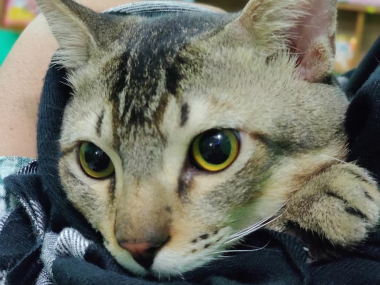 7 facts to consider before adopting a pet