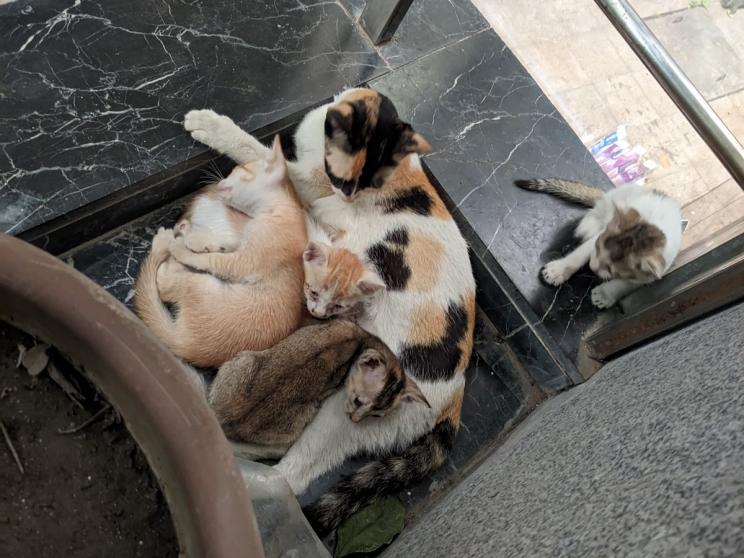 7 facts to consider before adopting a pet