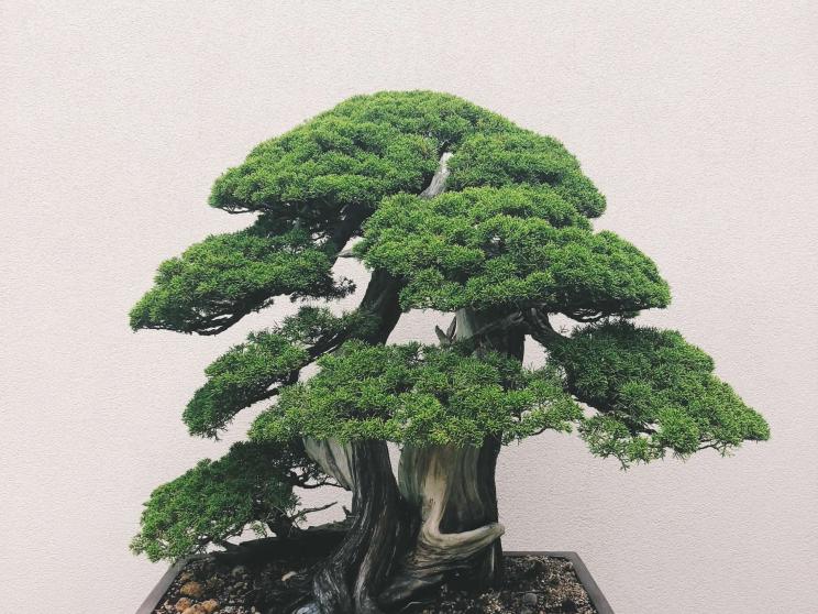 The fascinating world of bonsai