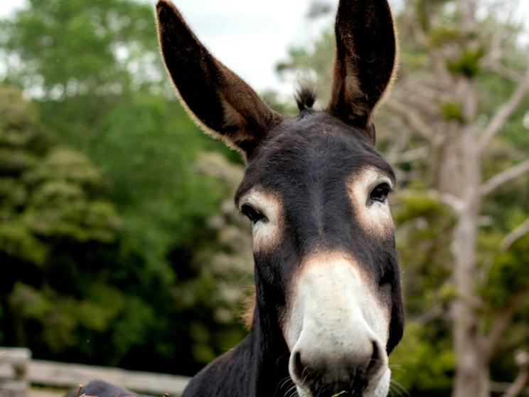 Confessions of a donkey enthusiast