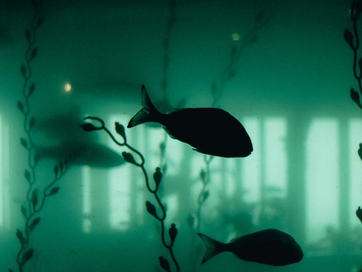 Sick of your fish tank looking like a swamp? Here’s how to clean it!                   pexels-kaplanart-16916020.jpg