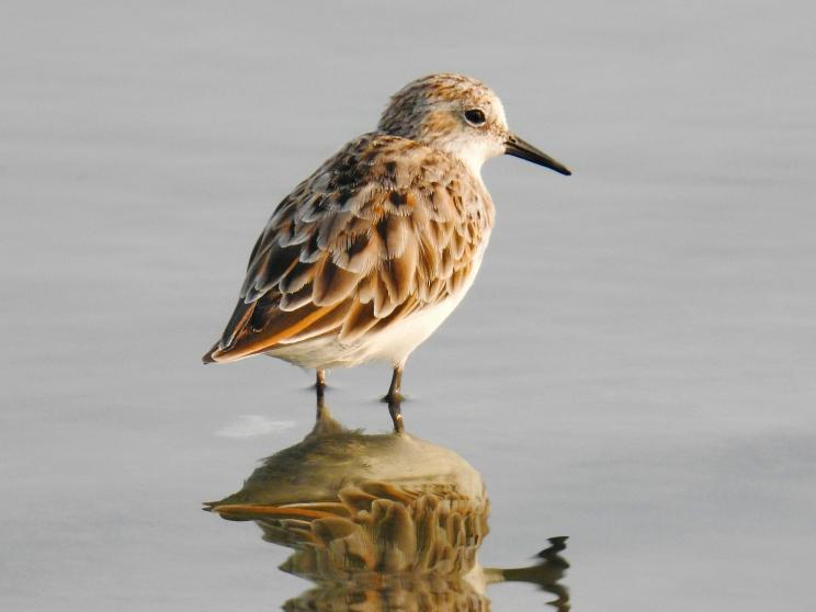 Best places to spot migratory birds in Bangladesh this winter            pexels-dropshado-20475076.jpg