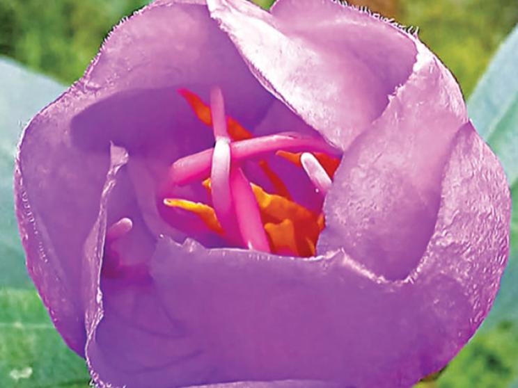 bloom1_0.jpg