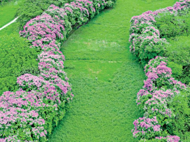 bloom4_0.jpg