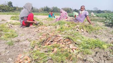 carrot-farmers.jpg