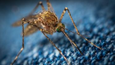 dengue_1.jpg