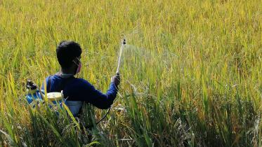 Pest-attack-Aman-fields-Baufal.jpg