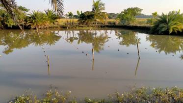 pond.jpg