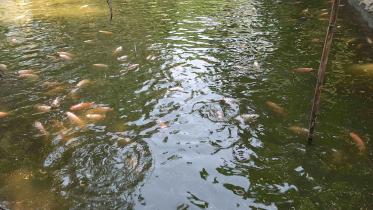 Bagerhat-colourful-fish-farming.jpg