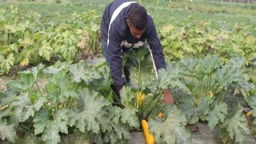 squash-field.jpg