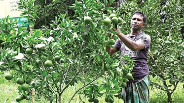 Malta-farming-Moulvibazar.jpg