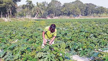 Squash-farming.jpg