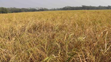 production-paddy-decreases-Boro-rise.jpg