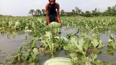 Galachipa-watermelon-growers-lose.jpg