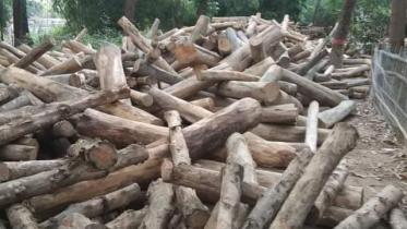 Forest department seizes illegal logs