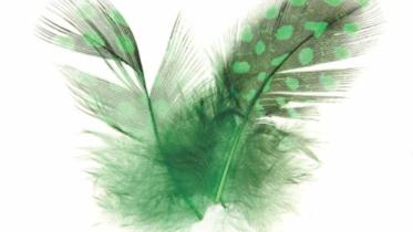 A Bird from Paradise