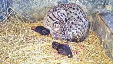 A fishing cat.jpg