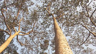 A towering garjan tree.jpg