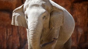 Asian Elephant.jpg