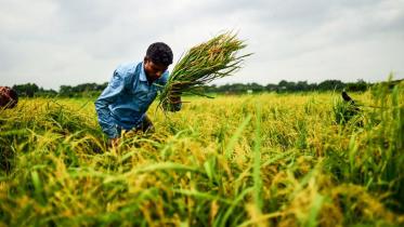 Bangladeshi-farmers-harvest.jpg