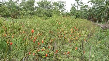 Barishal-chilli-farmers.jpg