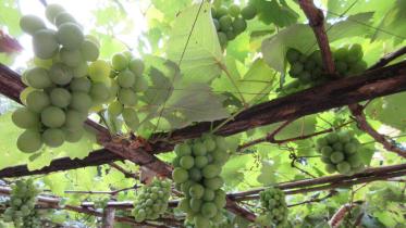 Baroibunia village.jpg