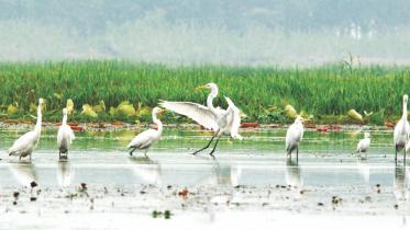 beautiful egrets.jpg