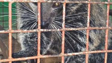 binturong.jpg