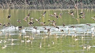 Birds.jpg