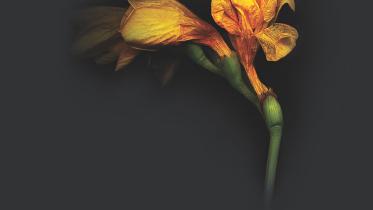 Bloody Freesia