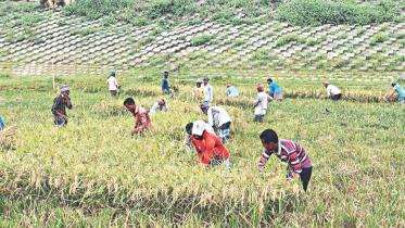 Boro farmers stimulas package.jpg