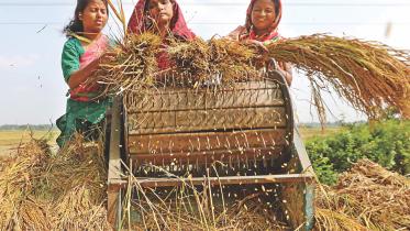 Boro harvesting season 1.jpg