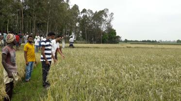brick-kiln-damage-crops.jpg