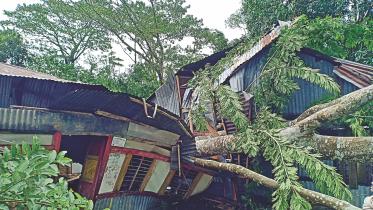 bulbul attack.jpg