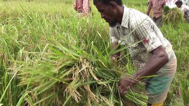 Bumper-Aus-Moulvibazar.jpg