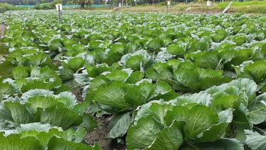 cabbage.jpg
